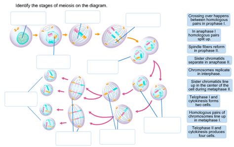 Basic Stages Of Meiosis Diagram