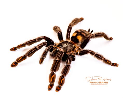 Psalmopoeus Irminia Venezuelan Suntiger Tarantula 75 Bug Cage Company