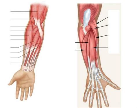 Muscles of Arm for Practical Quiz