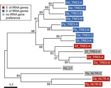 Phylogenetic Analysis Of Dictyostelid Non Ltr Retrotransposons