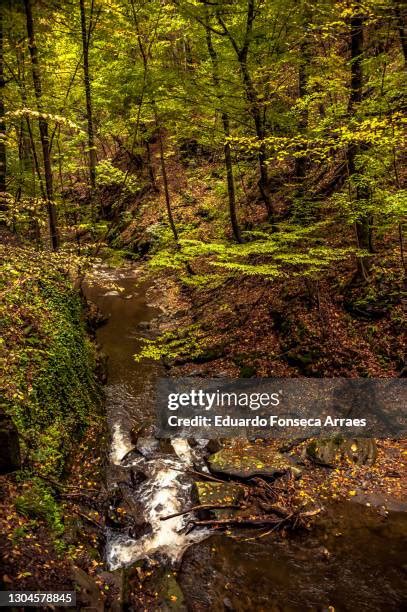 Cozia National Park Photos and Premium High Res Pictures - Getty Images