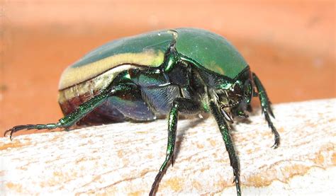 Green Scarab Beetle - Facts, Informatiion & Pictures