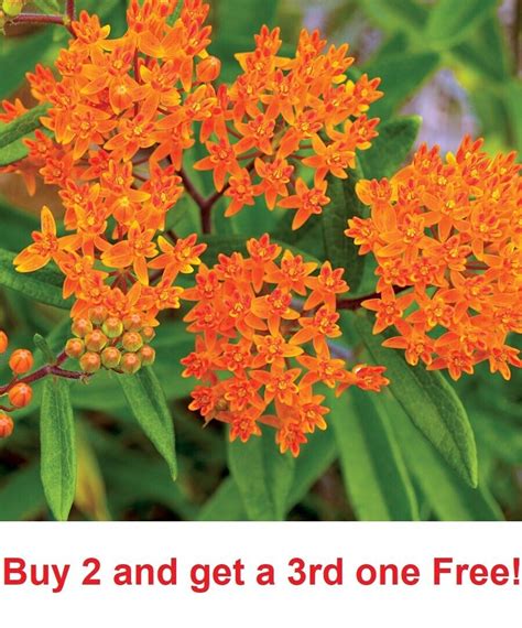 Orange Butterfly Weed Milkweed 100 Seeds Asclepias Tuberose Ebay