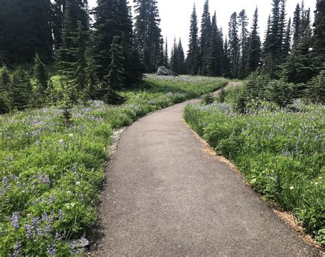 Mount Rainier National Park Landscape Language Lamella N A Gill