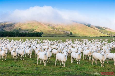 Flock Of Sheep Canterbury New Zealand Royalty Free Image