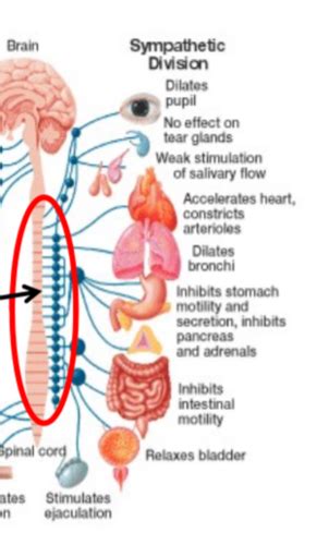 Autonomic Nervous System And Drugs That Interact With The ANS