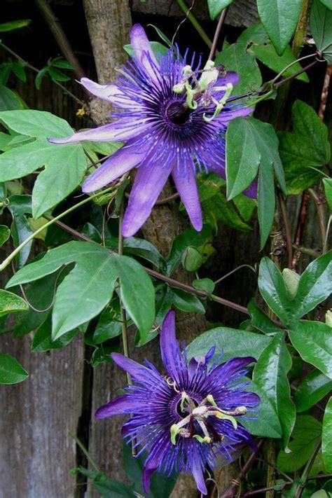 Full Size Picture Of Passion Flower Passionflower Passion Vine Passionvine Witchcraft