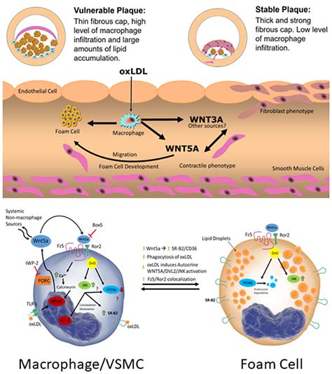 Frontiers Oxidized Low Density Lipoprotein Induces Wnt A Signaling