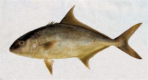 amberjack mexico fish birds crabs marine life shells