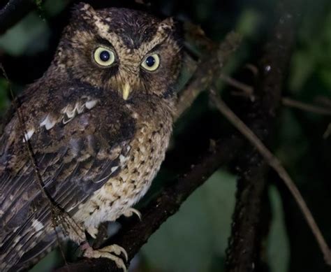 Jenis Burung Hantu Yang Bisa Kamu Pelihara Di Rumah