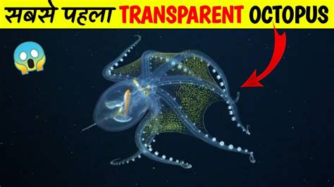 Duniya Ka Sabse Pahla Transparent Octopus Youtube