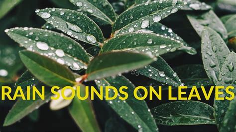 Rain Sounds On Leaves Relaxing Atmosphere Of Raindrops Falling On The