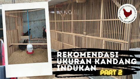 Ukuran Kandang Yg Ideal Untuk Indukan Ayam Kampung Part 2 Youtube