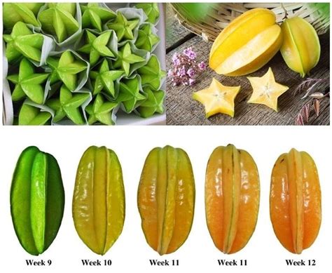 Growing Star Fruit From Seed A Step By Step Guide Artofit