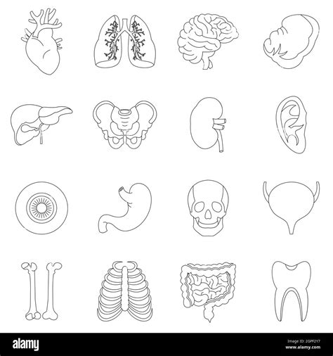 Human Organs Icons Set Outline Style Stock Vector Image Art Alamy