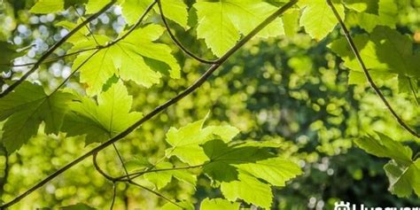 Conoce Todo Sobre El Platanero De Sombra El Rbol Perfecto Para Tu