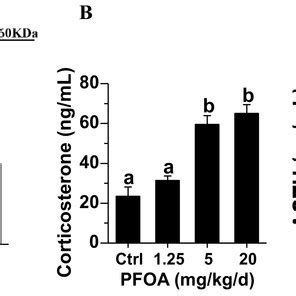 Serum Cbg Corticosterone And Acth Levels After Pfoa Exposure A Serum