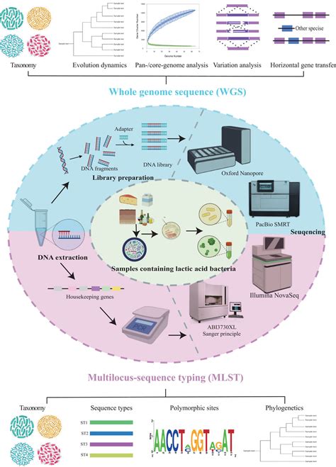 Population And Functional Genomics Of Lactic Acid Bacteria An