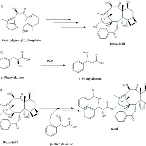 Taxol Biosynthesis Pathway Download Scientific Diagram