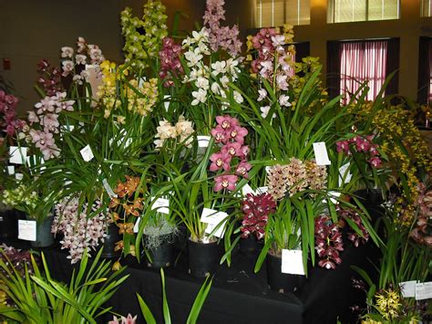 South Bay Orchid Society - Orchid Show Displays