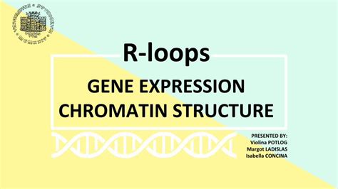 PDF GENE EXPRESSION R Loops CHROMATIN STRUCTURE Margot LADISLAS