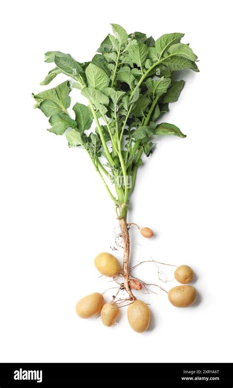 Potato Plant With Tubers Isolated On White Top View Stock Photo Alamy