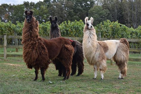 Our Llamas — Divine Llama Vineyards And Farm