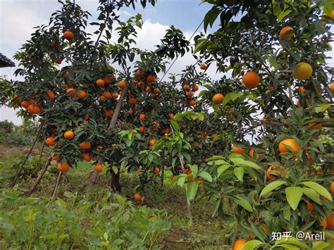 爱媛果冻橙🍊 知乎