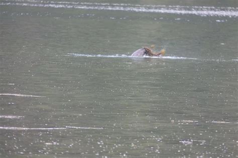 Five Recent Loch Ness Monster Sightings Years After First Photo