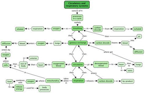 Breathing Circulatory And Respiratory Systems Siyavula