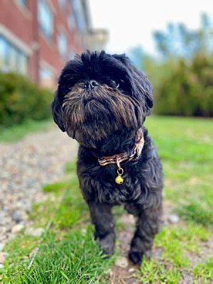 Jersey City NJ Shih Tzu Meet Tiny A Pet For Adoption AdoptaPet