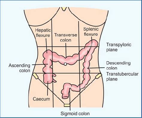 Hepatic Flexure Of Colon