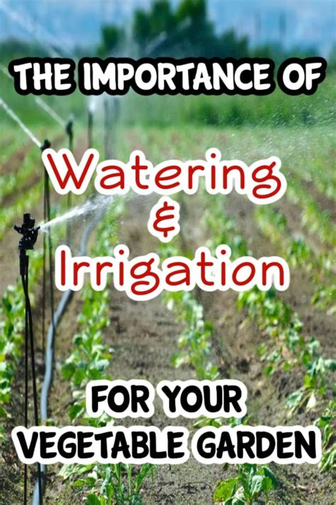 The Importance Of Watering And Irrigation For Your Vegetable Garden