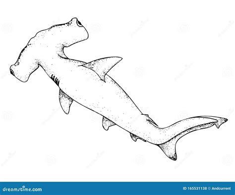 Hammerhead Shark Black Hand Drawing Outline Vector Image