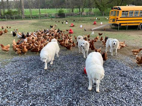 Misty Valley Farm Inc Great Pyrenees Puppies For Sale In