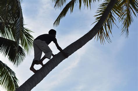 climbing on a coconut tree!! by Imaginative-girl on DeviantArt