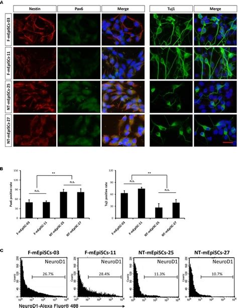 Pax6 Antibody 42 6600