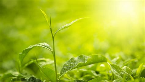 How Does Photosynthesis Work in Plants? | Sciencing