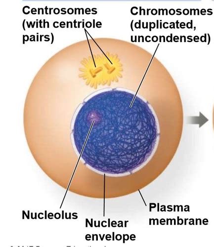 Final 3 Hw Chapter 14 15 Master Bio CH 14 Mendel And The Gene