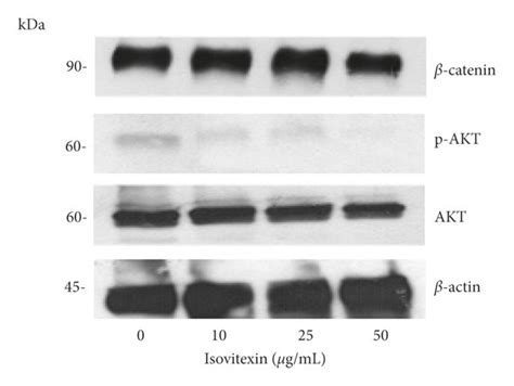 Cell Proliferation And Survival Proteins Expression Of Mcf 7 Cells Download Scientific Diagram