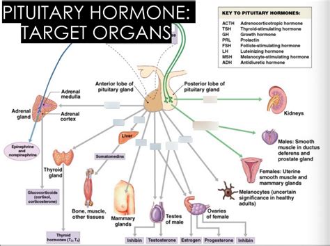 Pituitary Hormone Target Organs Diagram Quizlet