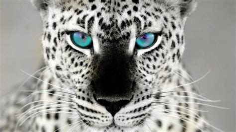 snow cheetah by chloewheel on DeviantArt