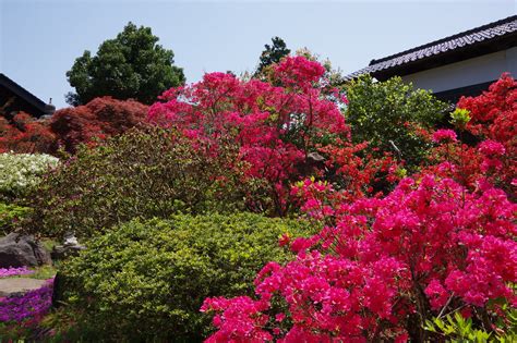 オープンガーデン「明楽寺」 金沢おもしろ発掘