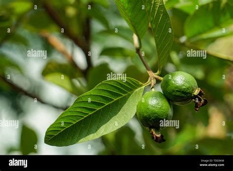 Frutos De Guayaba Verdes Jóvenes Sobre El árbol De Guayaba La Guayaba