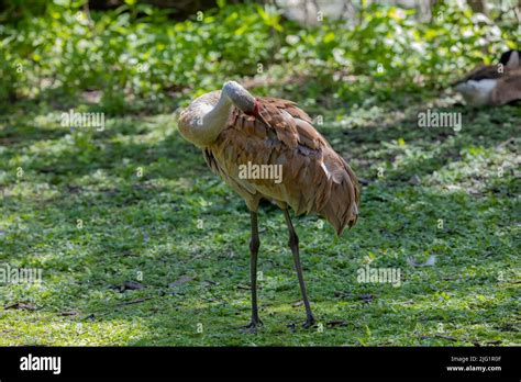 The sandhill crane(Antigone canadensis) . Native American bird a ...