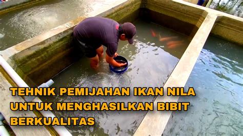 CARA MEMILIH INDUKAN NILA CARA MEMIJAHKAN IKAN NILA BIBIT NILA