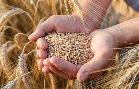 Centeno Propiedades Y Beneficios Nicos De Un Cereal Completo Natursan