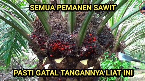 Panen Buah Kelapa Sawit YouTube