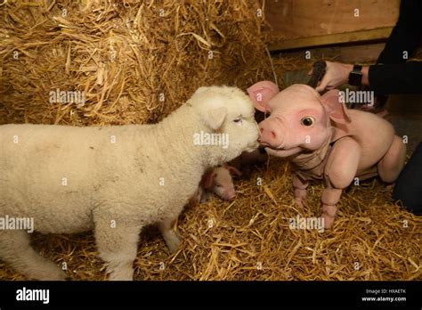 Babe The Sheep Pig Puppet Meets Real Live Lambs And Piglets Down On The