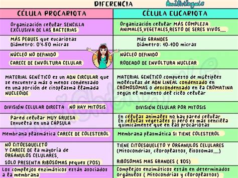 Realizar Un Cuadro Comparativo Entre La Celula Procariota Y Eucariota Images